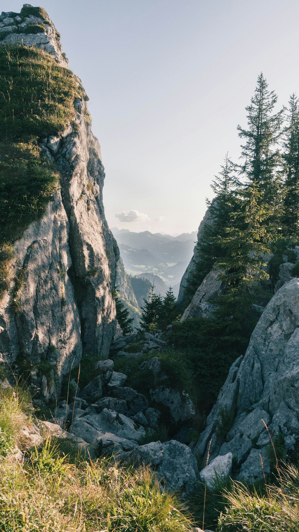 green trees on rocky mountain during daytime