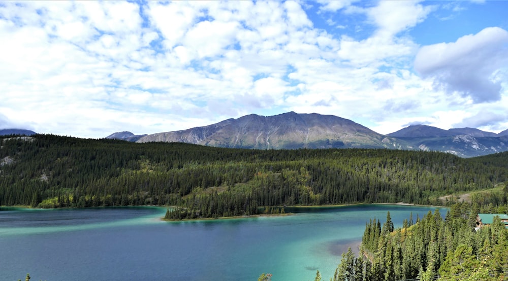 árboles verdes cerca del lago bajo nubes blancas y cielo azul durante el día