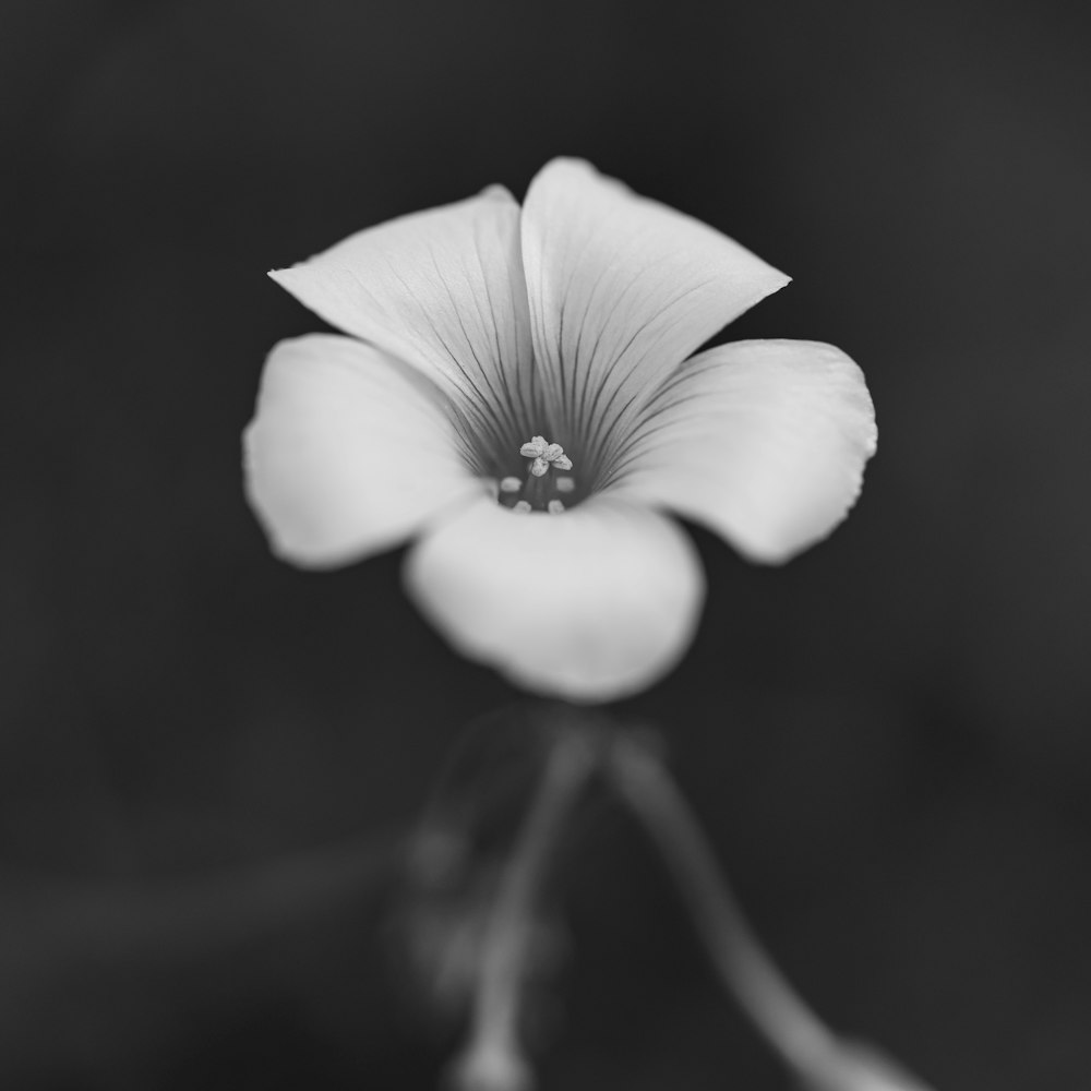 grayscale photo of white flower