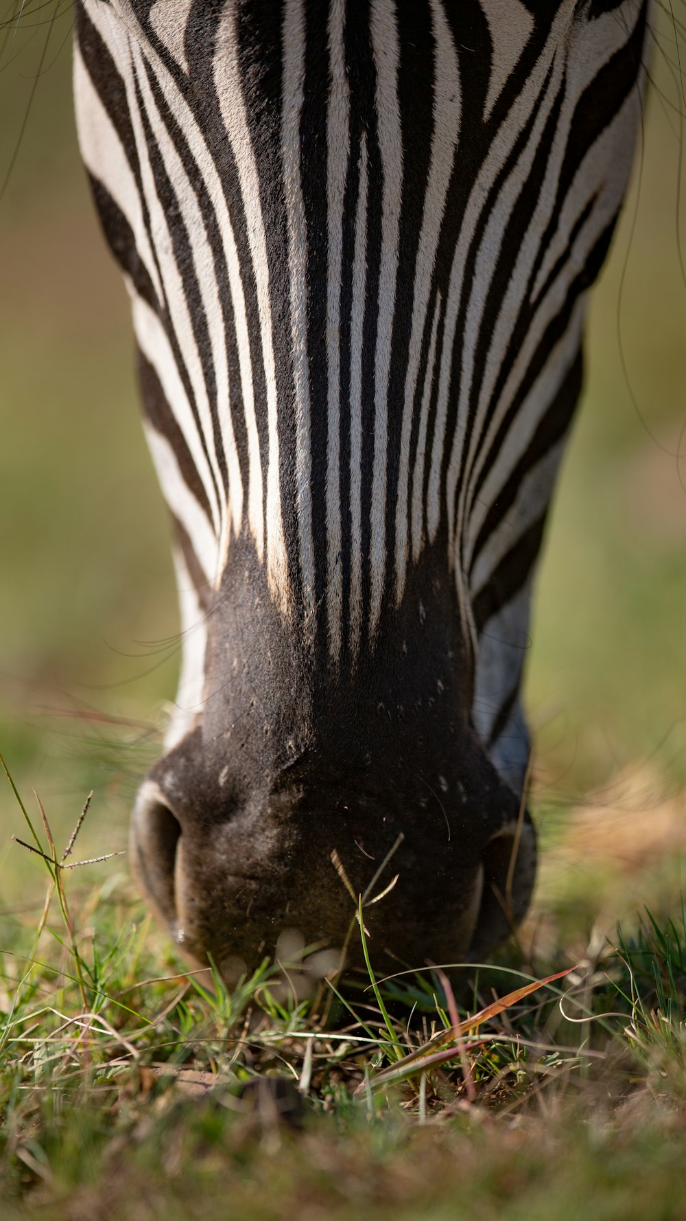 zebra animal on green grass during daytime