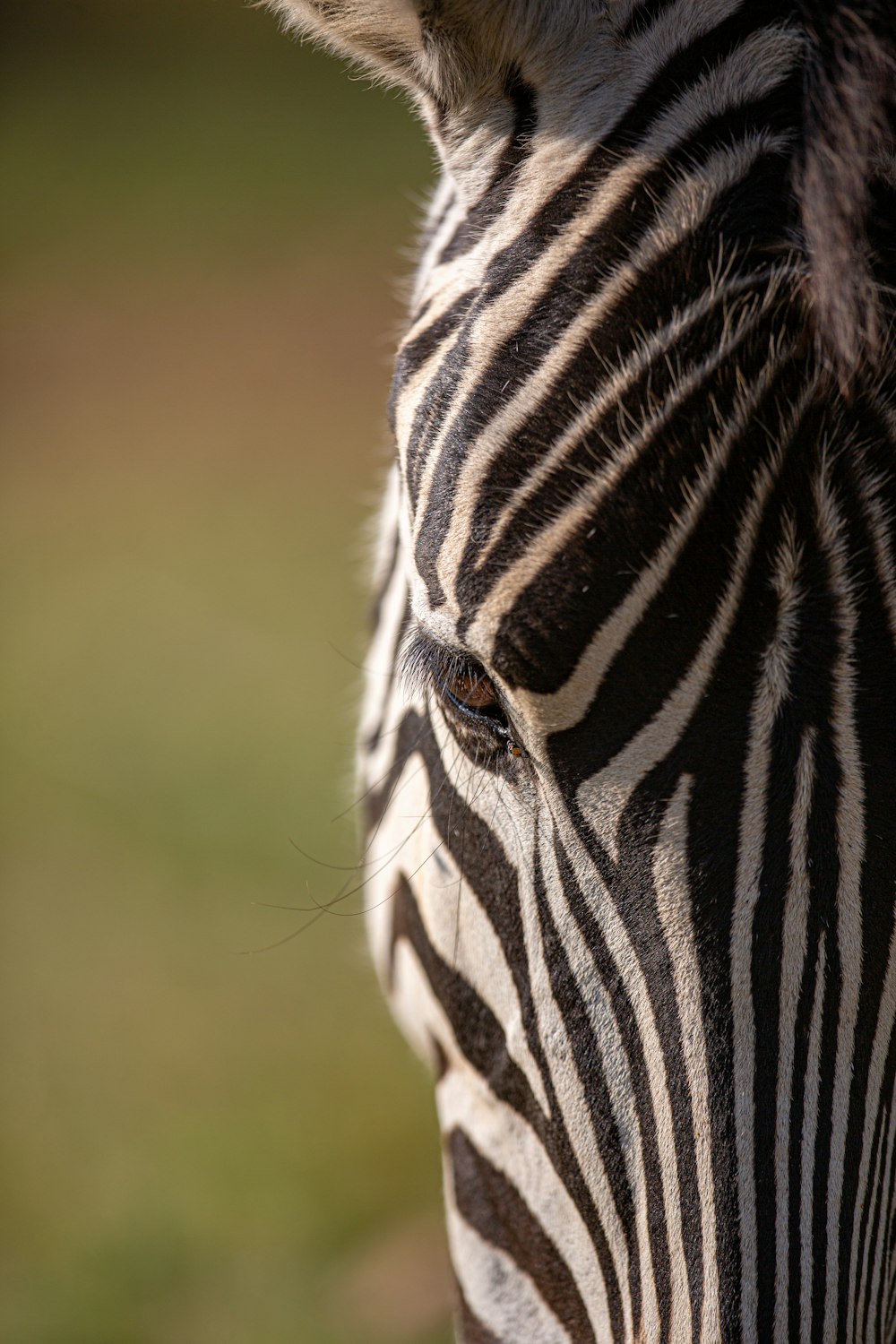 Schwarz-Weiß-Zebra in Nahaufnahmen tagsüber