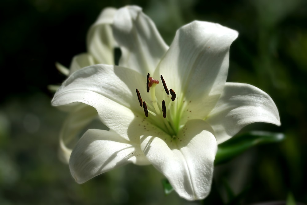 flor blanca con insecto marrón y negro