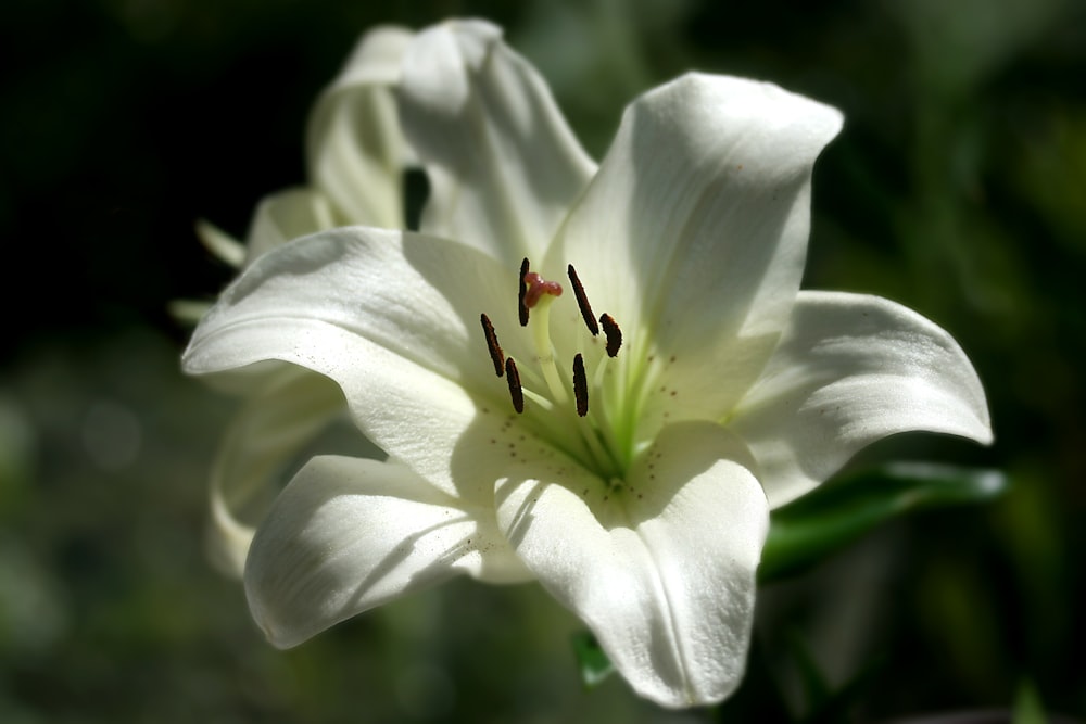 white flower with brown and black insect