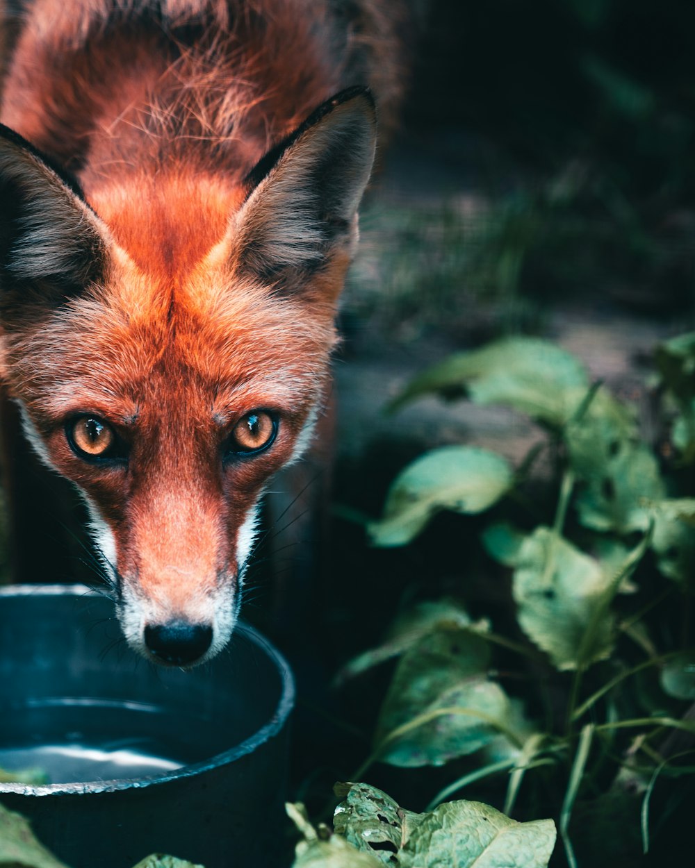 brown fox in green leaves