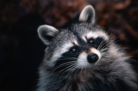 black and white animal in close up photography