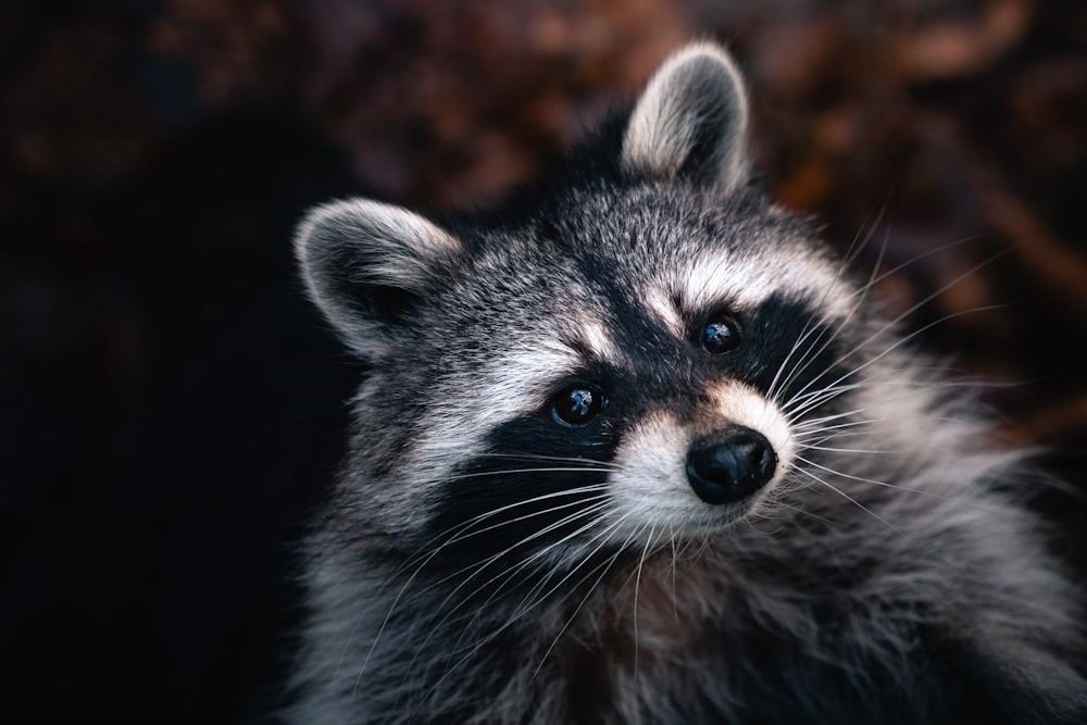 black and white animal in close up photography