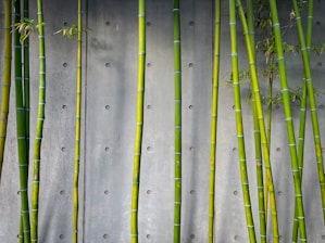 Mehrere Bambusstangen vor Betonwand – Symbol für Resilienz, Flexibilität und natürliche Stärke