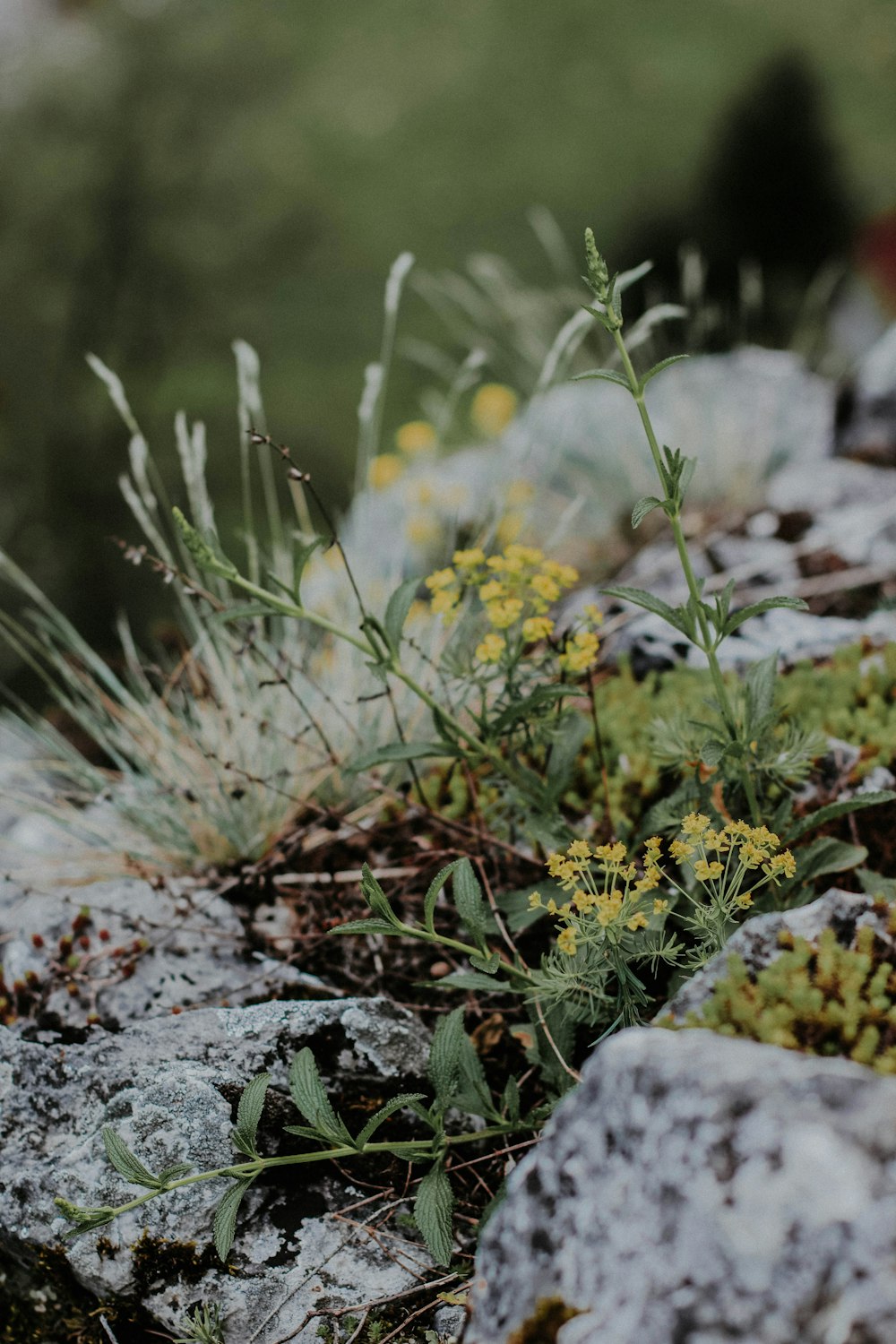 gelbe und weiße Blüten auf braunem Boden