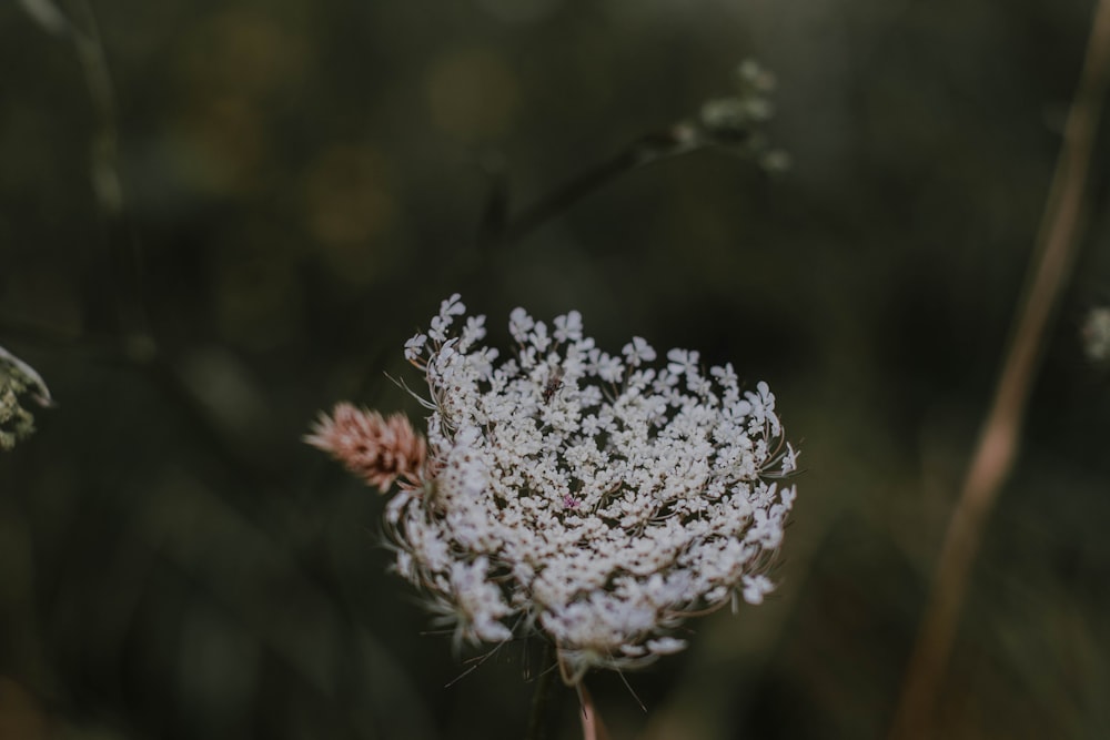 white flower in tilt shift lens