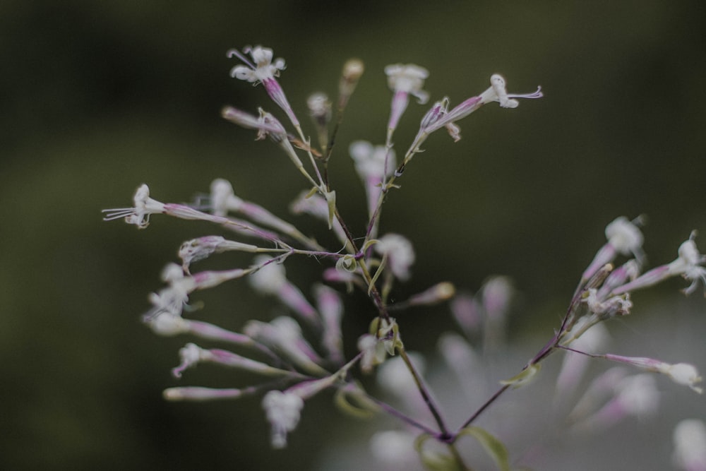 purple flower in tilt shift lens