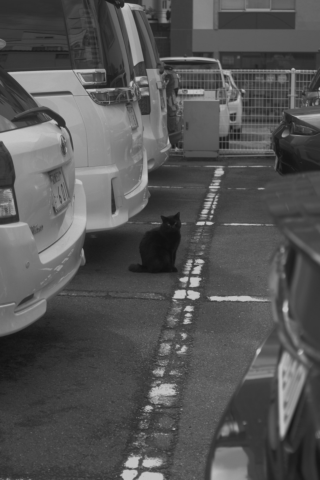 black cat on road near cars in grayscale photography