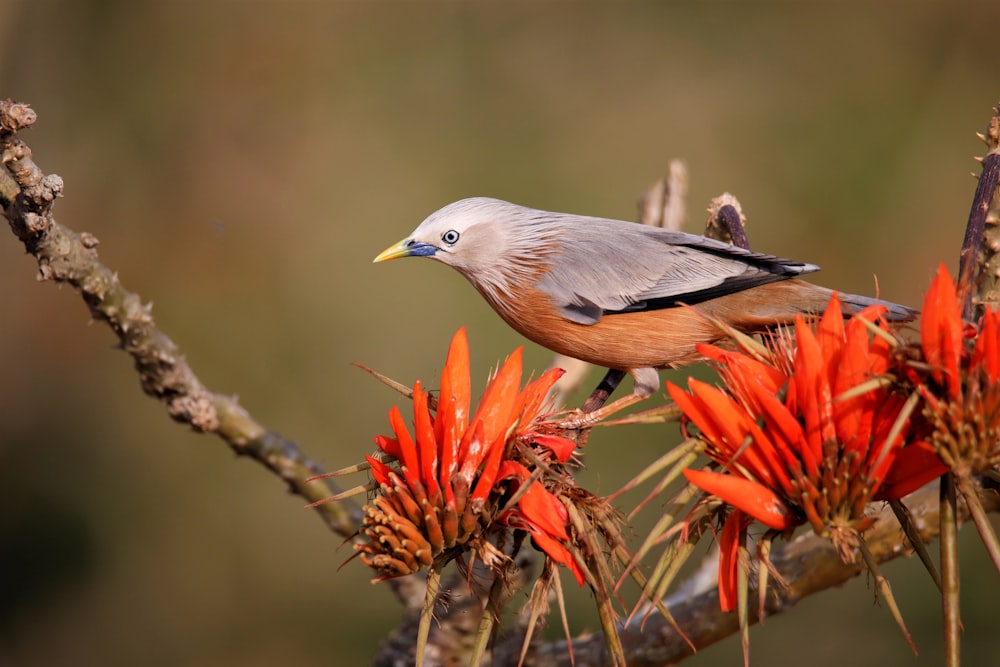 pájaro azul y marrón en la rama marrón del árbol