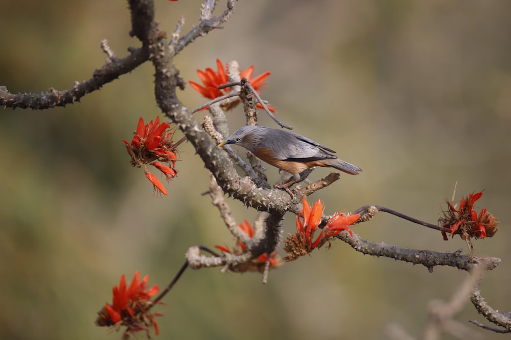 grauer und weißer Vogel auf braunem Ast