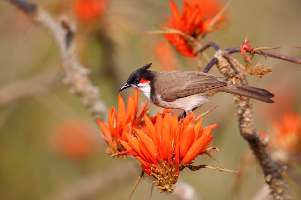 brown and black bird on brown tree branch