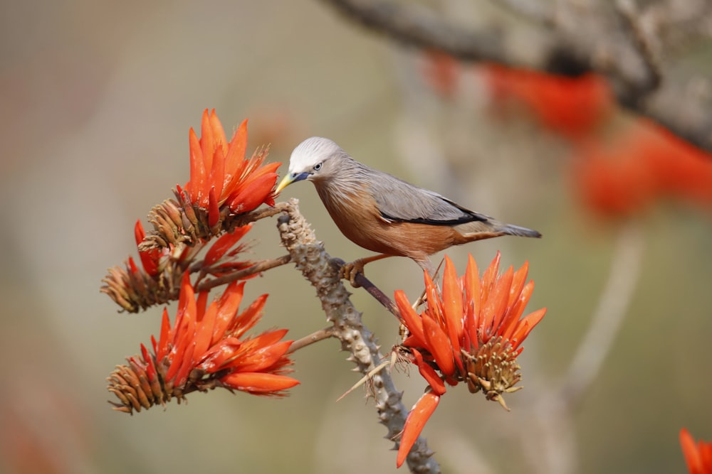 grey and white bird perched on brown tree branch