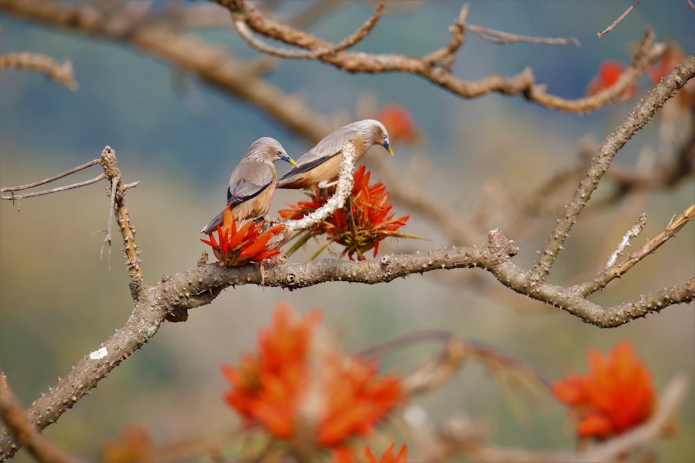 oiseau gris et blanc sur branche d’arbre brun