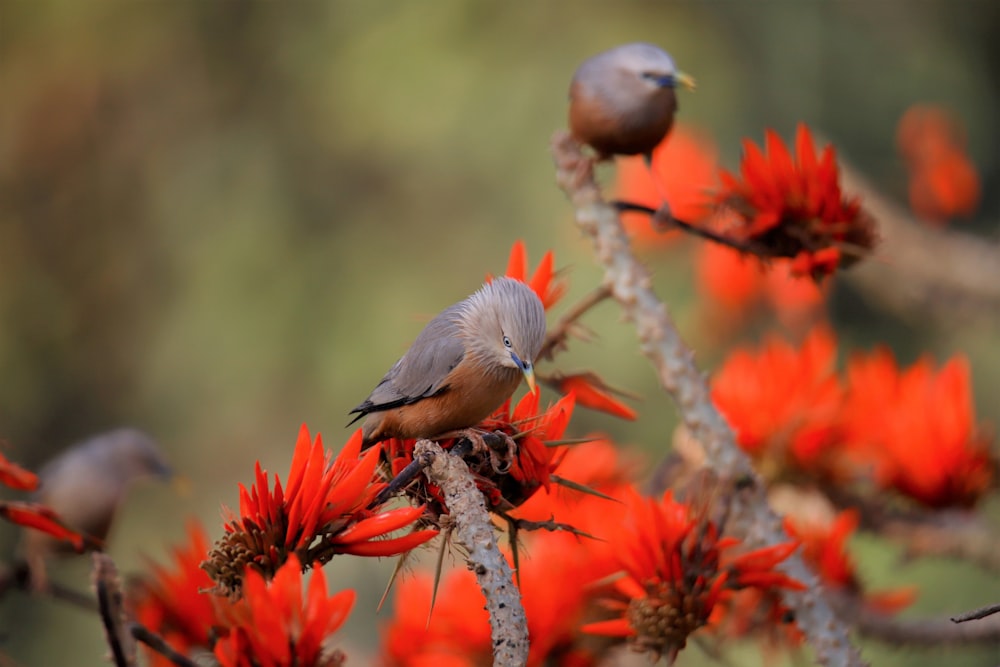 gray and white bird on brown tree branch