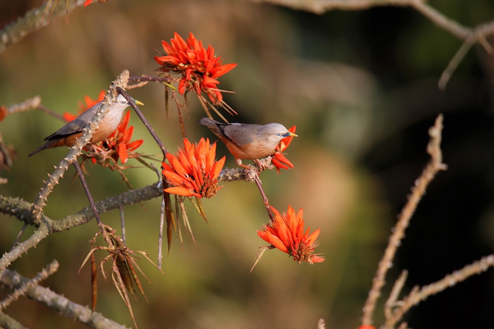 gray and red bird on brown tree branch