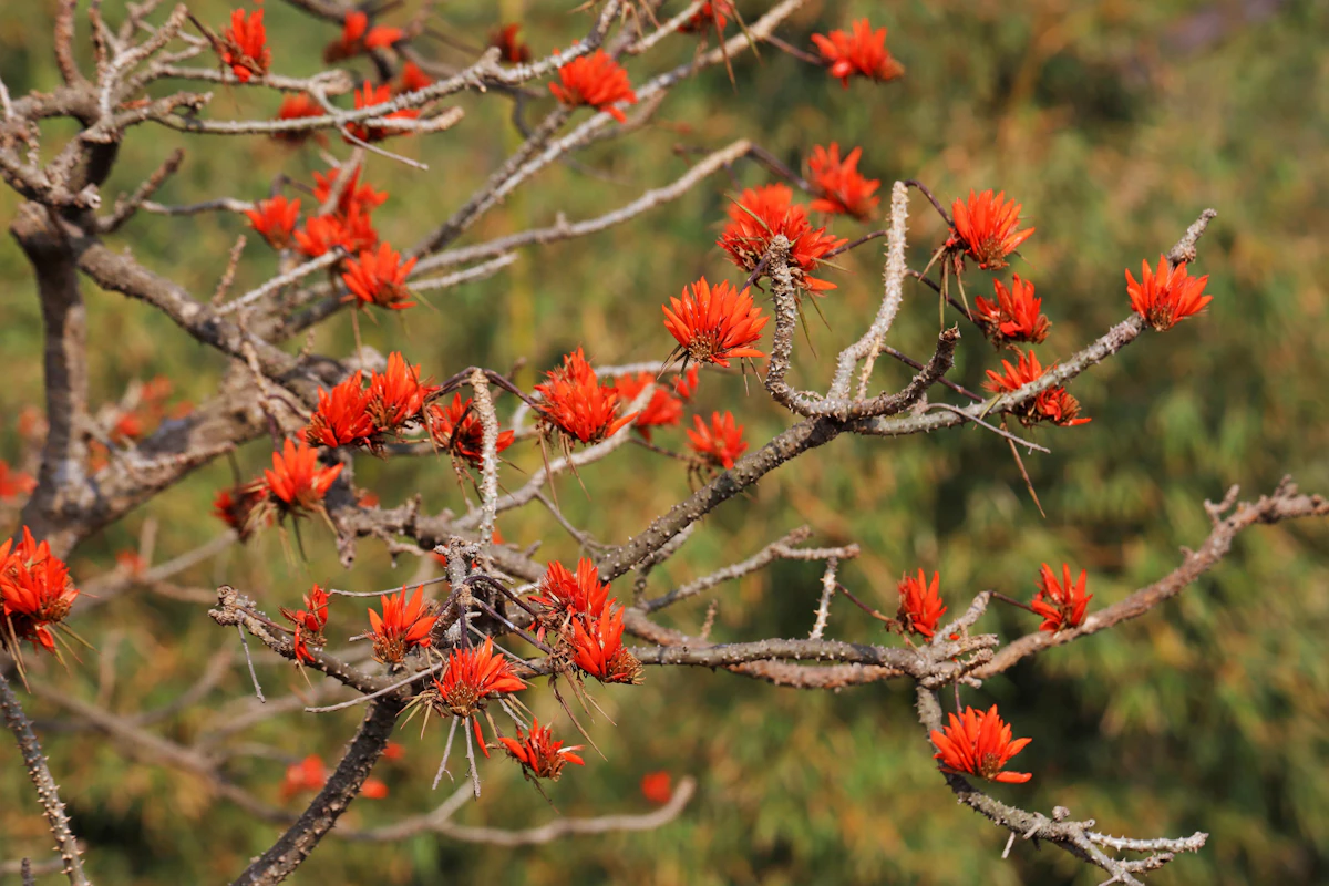 Indian Coral Tree Erythrina Scarlet Red Flowers Bird Sunbird — PlantCare