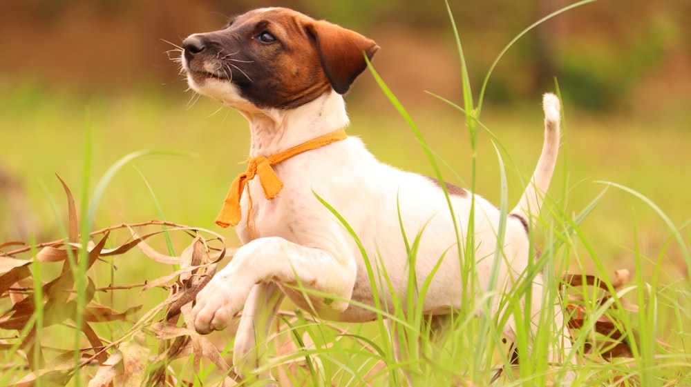 white and brown short coated dog on brown grass field during daytime