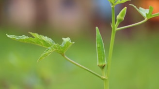 A close-up of a green okra plant displaying a detailed view of its leaves and a pod. The background is softly blurred, highlighting the plant against a natural, out-of-focus setting.