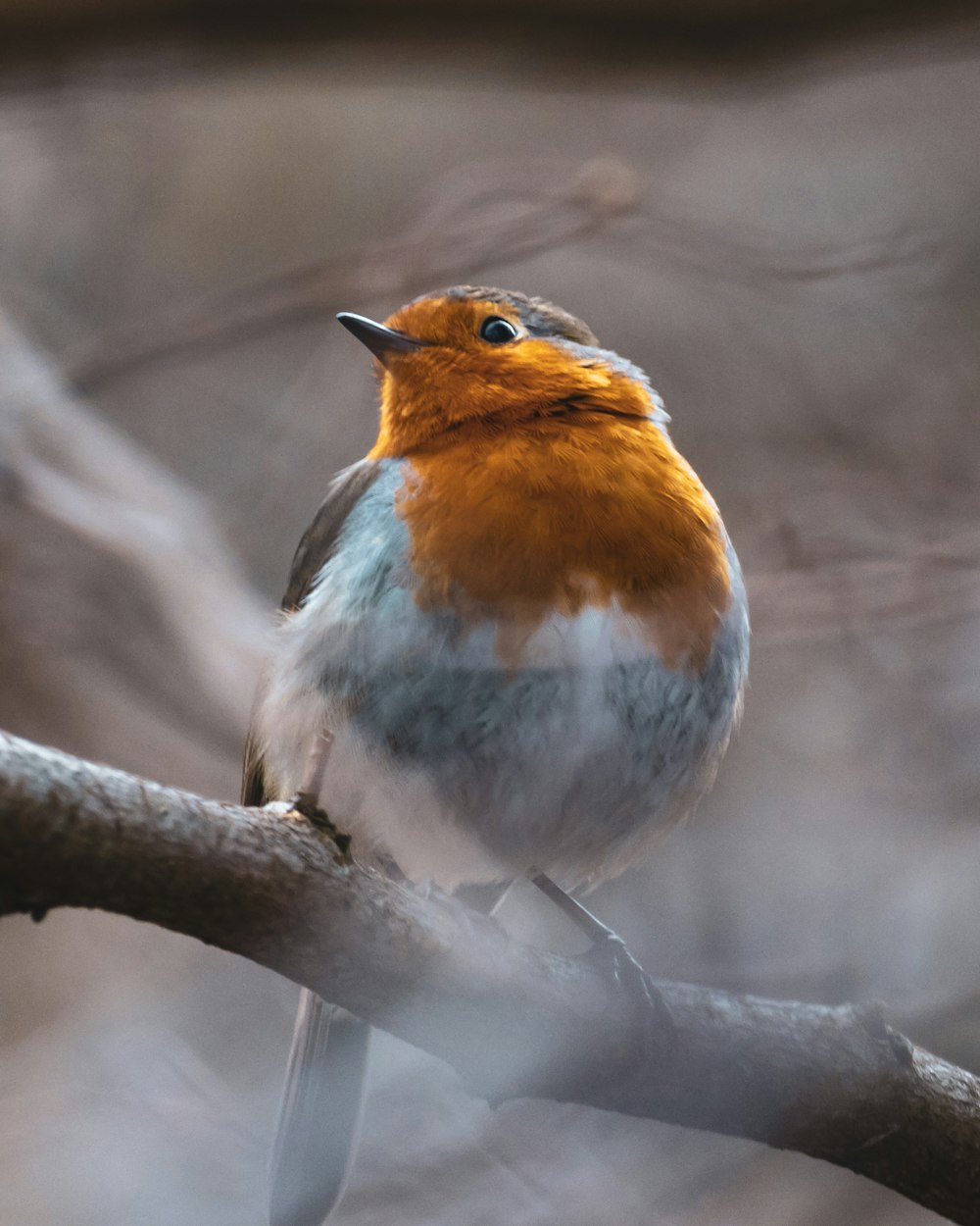 white orange and gray bird on brown tree branch