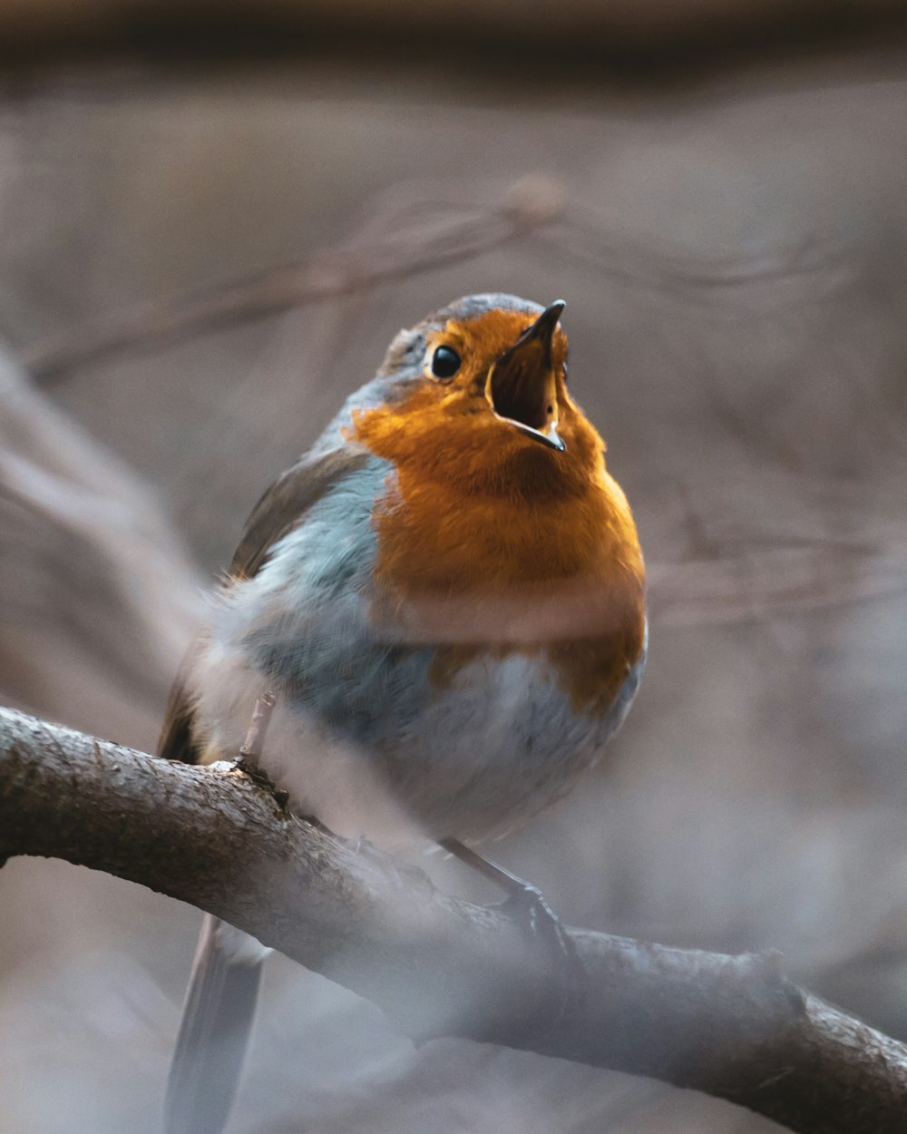 orange white and gray bird on brown tree branch