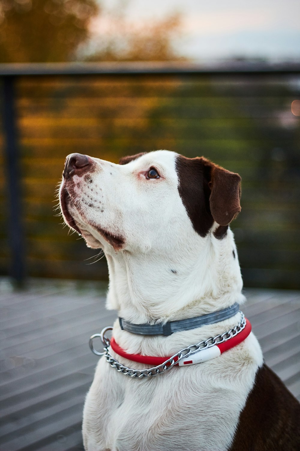 white and brown short coated dog with blue collar