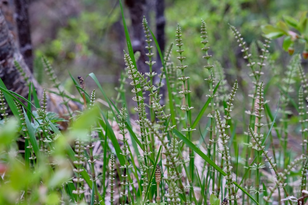 green grass field during daytime