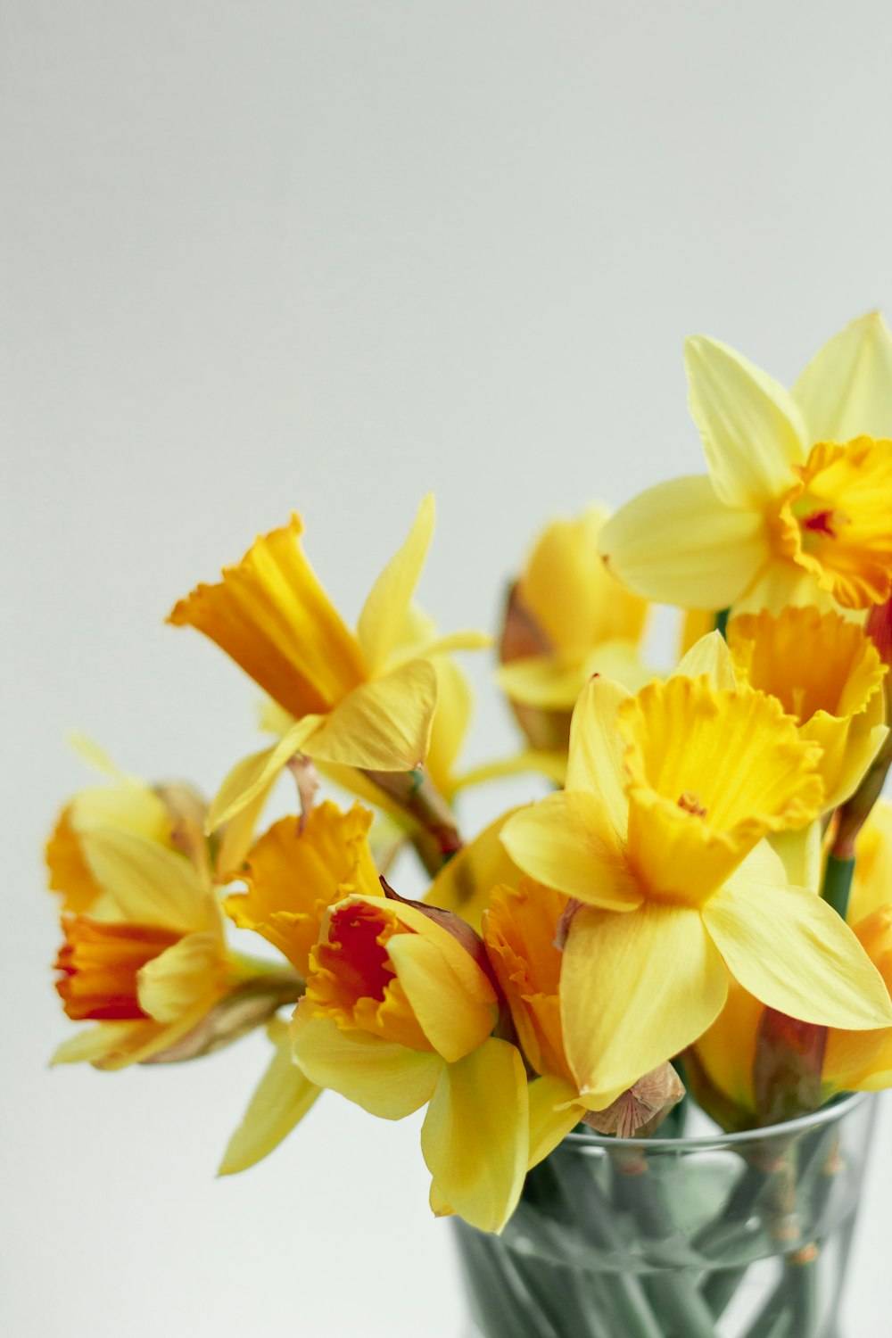 yellow daffodils in bloom close up photo