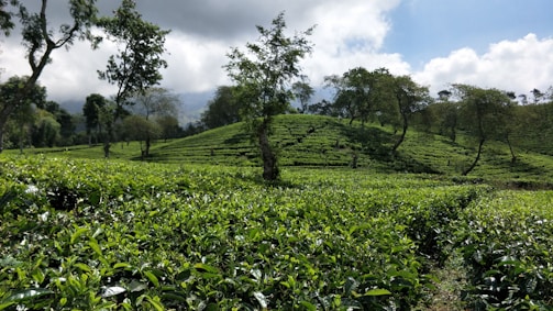 Lush green tea plantations rolling over the hills of Munnar under a cloudy sky.