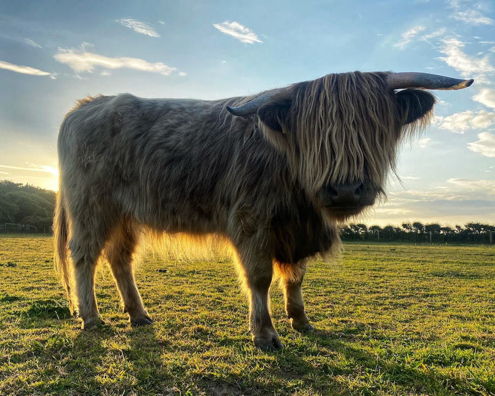 vache noire sur le champ d’herbe verte sous le ciel bleu pendant la journée