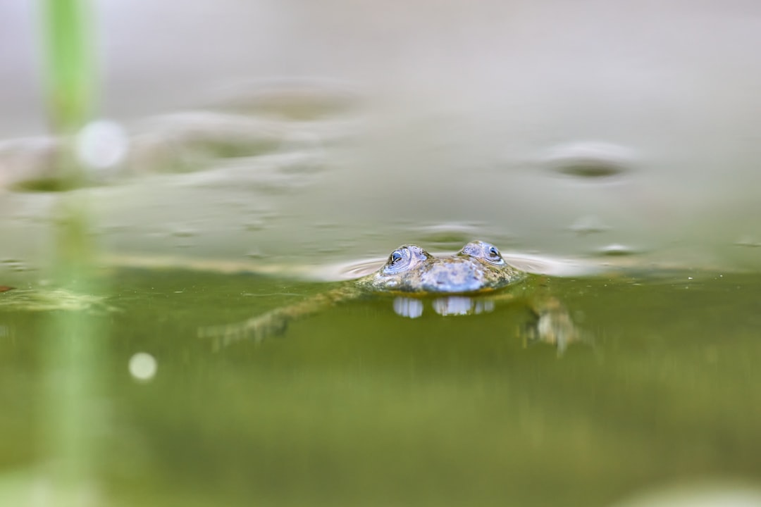 green frog on water during daytime