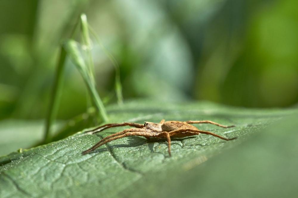 brown spider on green leaf