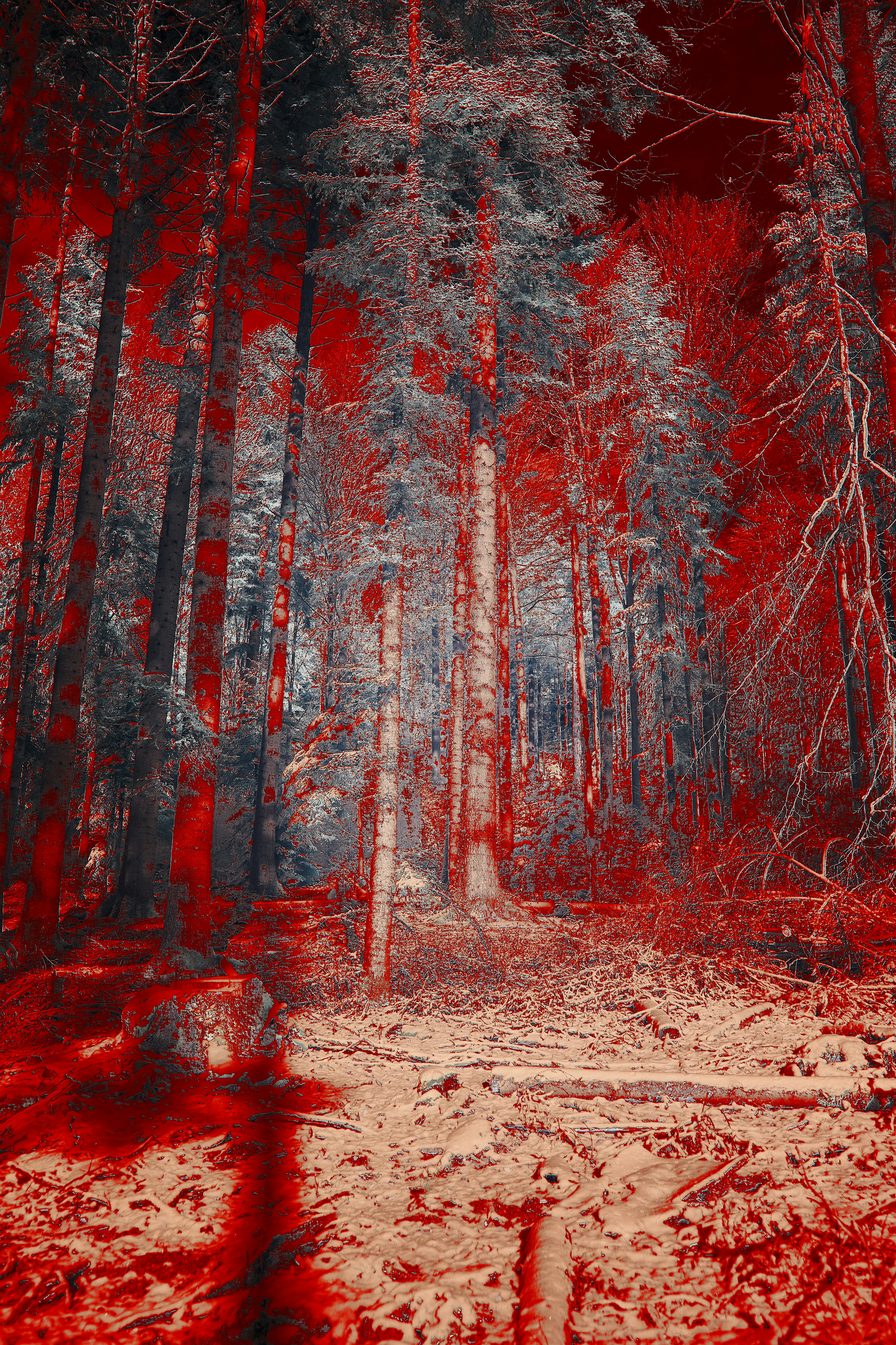 Photo by wolfgang_hasselmann