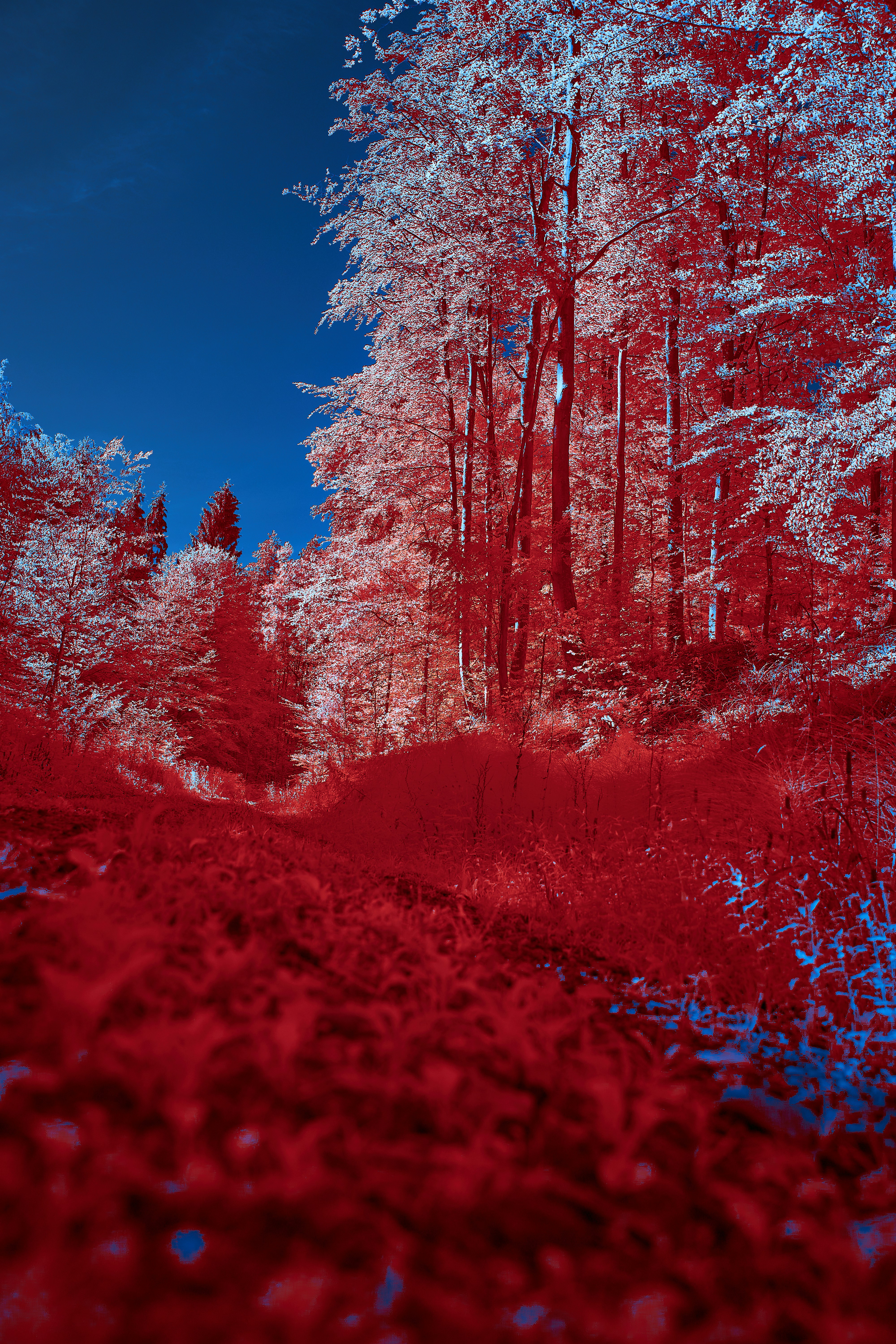 Photo by wolfgang_hasselmann