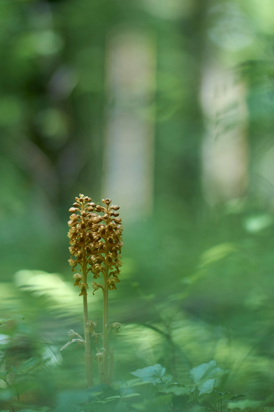 yellow flower in tilt shift lens