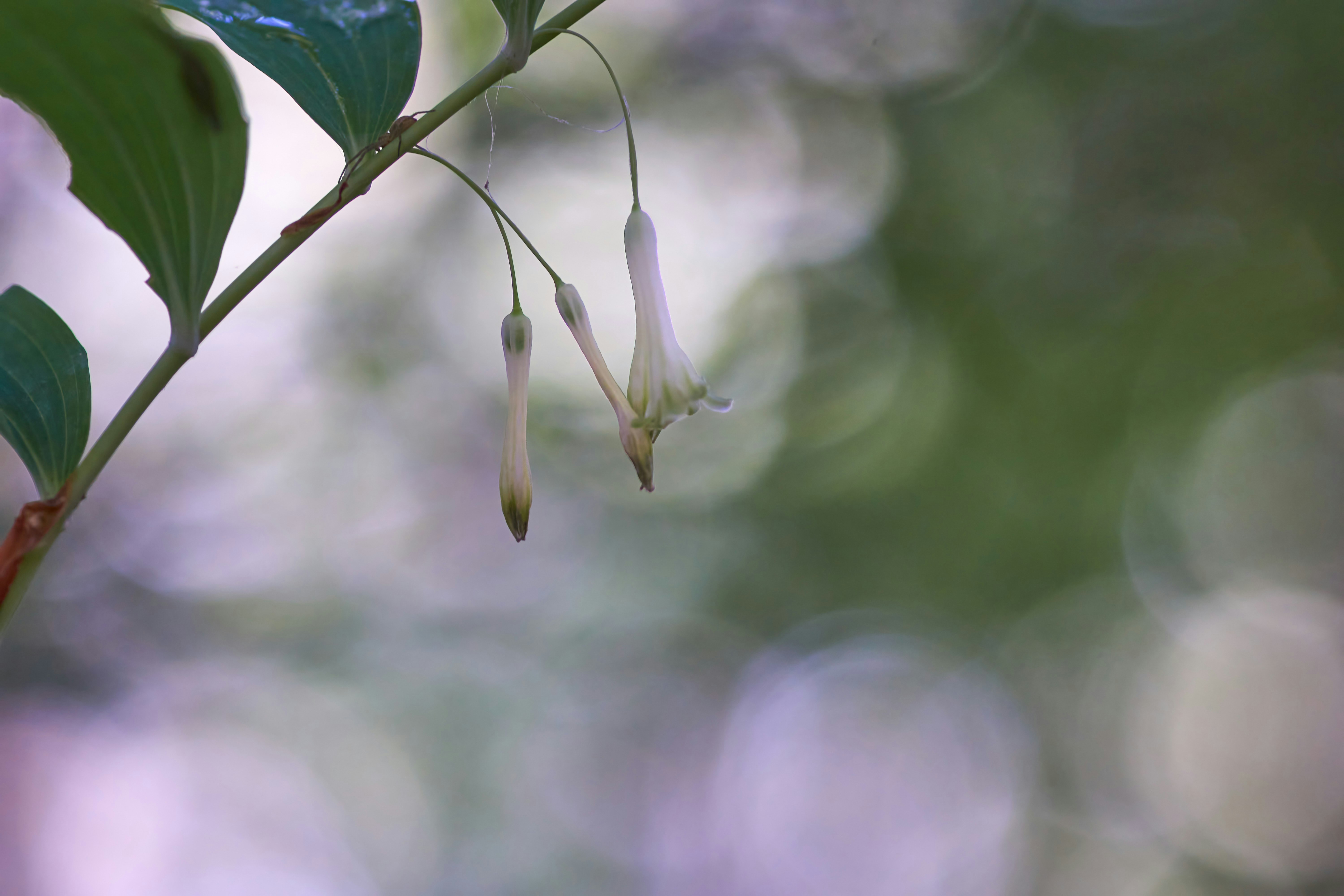 Photo by wolfgang_hasselmann