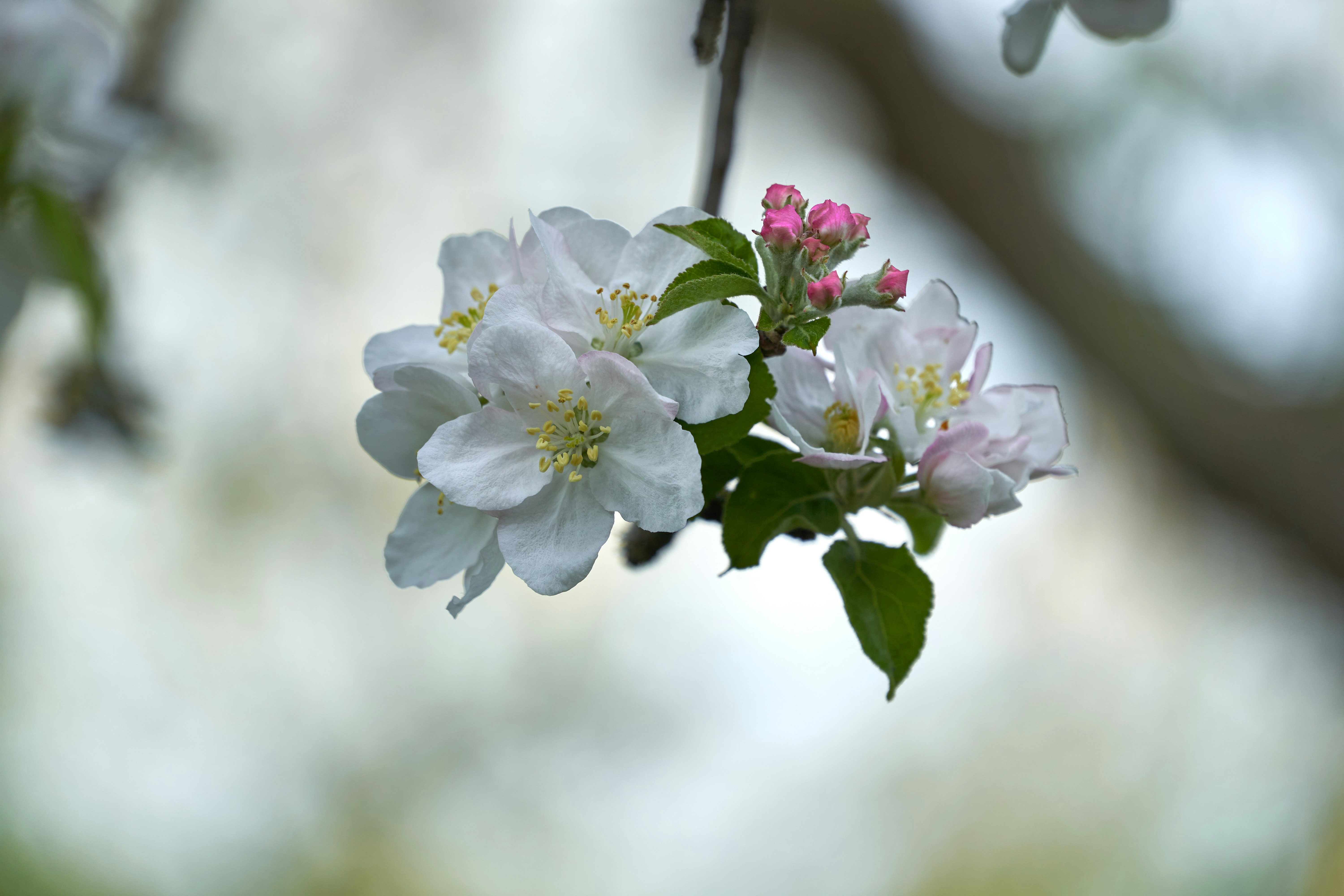 Photo by wolfgang_hasselmann