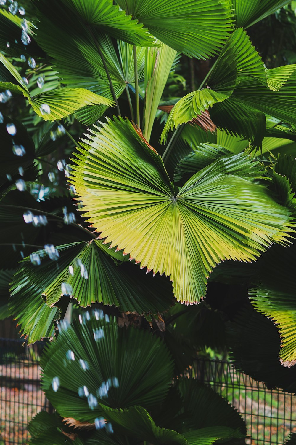 green leaf tree during daytime