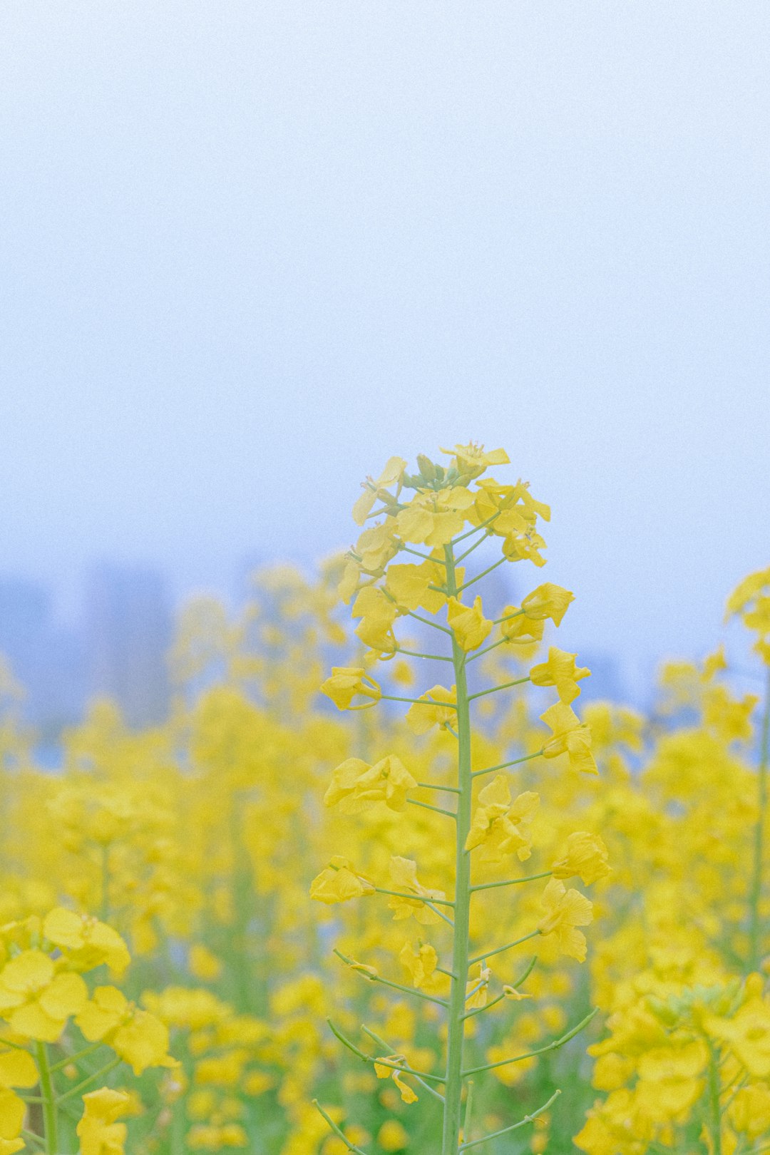 yellow flower field during daytime