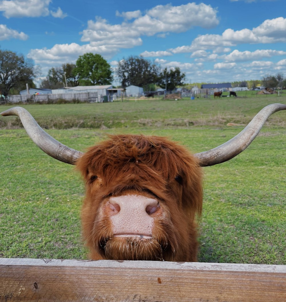 brown cow on green grass field under blue sky during daytime