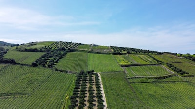 green grass field under blue sky during daytime
