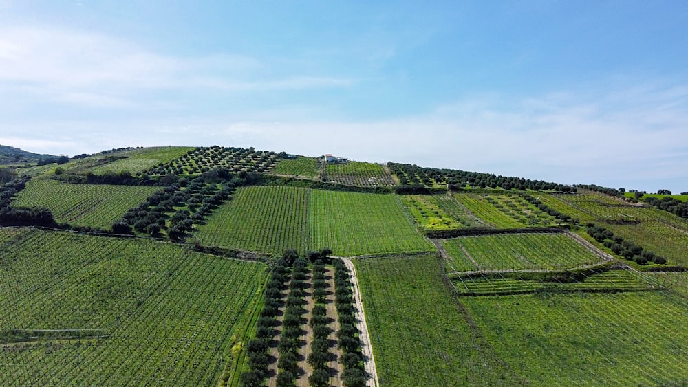 Grünes Grasfeld unter blauem Himmel tagsüber