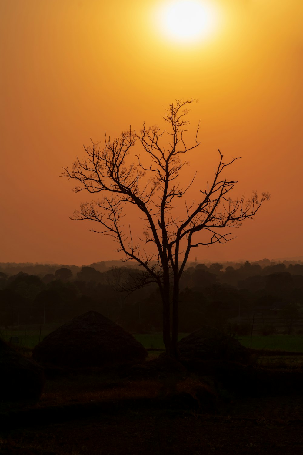 leafless tree on green grass field during daytime