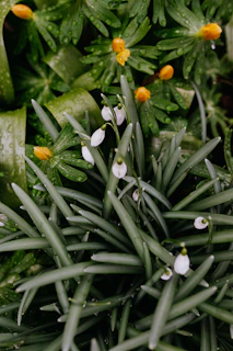 Close-up of vibrant green leaves and yellow immortelle flowers with dew drops sparkling in morning sun