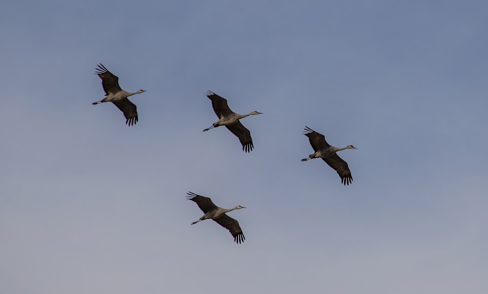 five black and white birds flying under white clouds during daytime