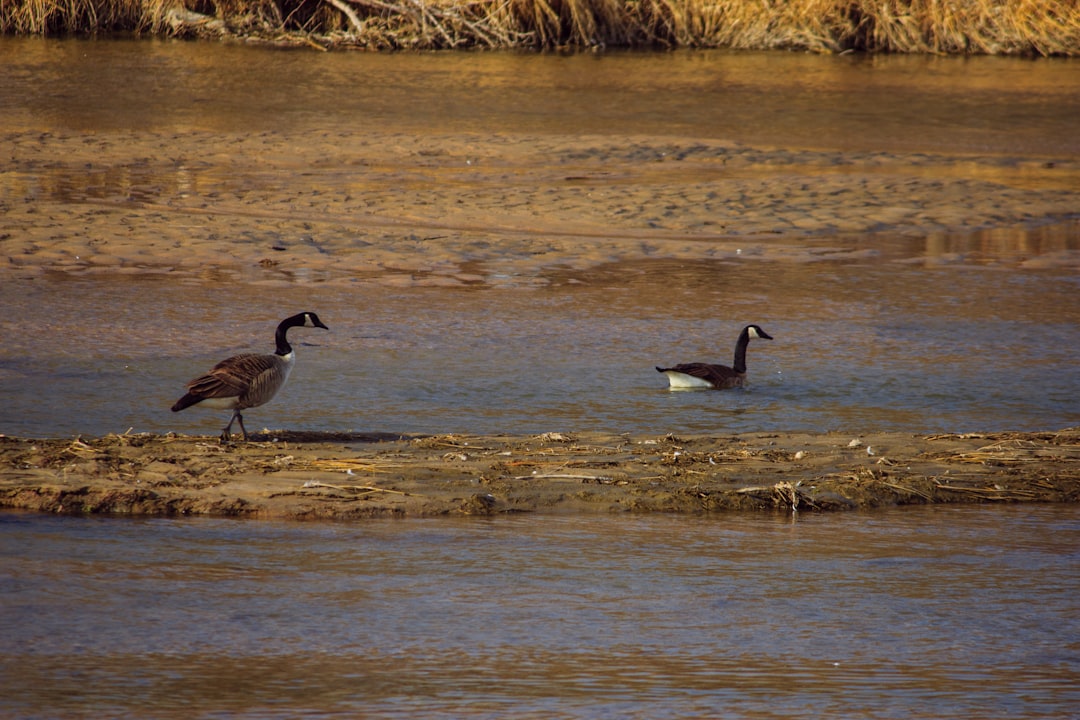 2 white and black geese on water during daytime