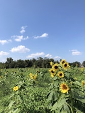 Sunflower fields under a bright blue sky with bottles of golden sunflower oil in the foreground