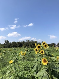 A field of sunflowers under a blue sky, symbolizing renewable energy sources.
